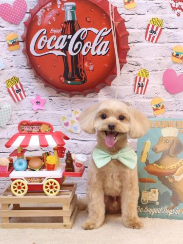 20230912ショコラくん